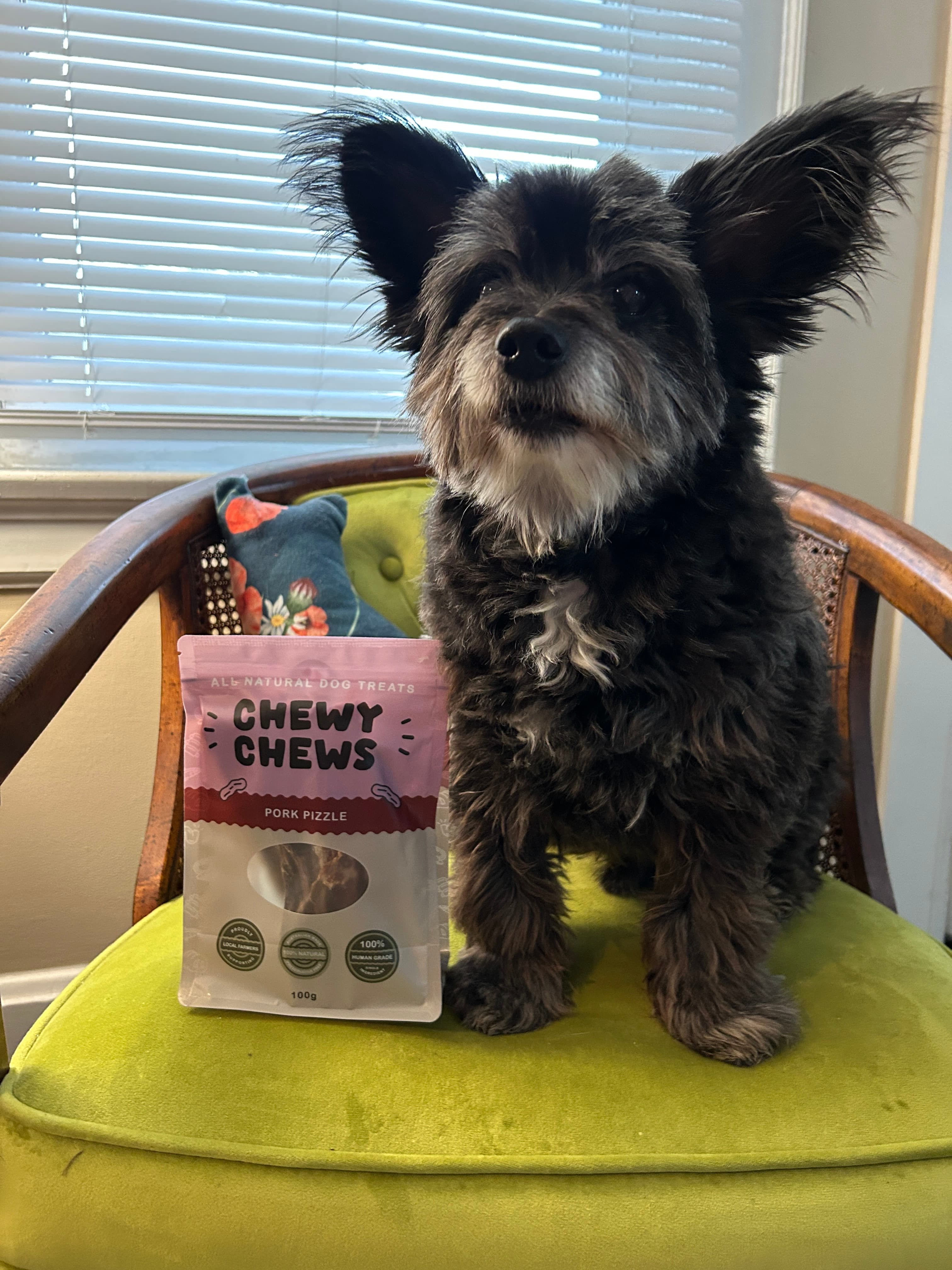 Noodles sitting on a green velvet chair next to a bag of Pork Pizzle treats